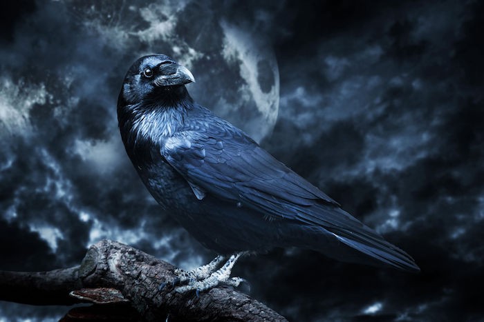 Picture of a raven