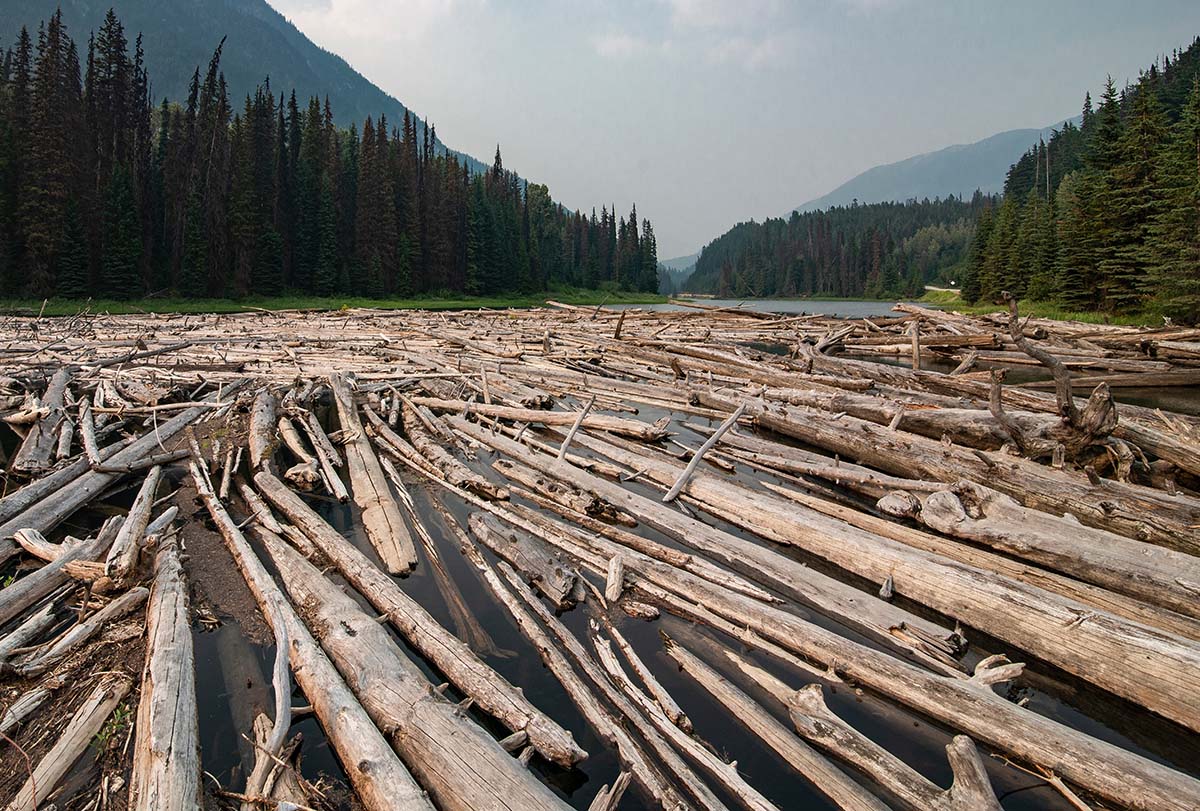 Logjam photo